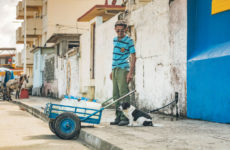 CUBAN AMIGOS.: STRAY DOGS & CATS IN HAVANA