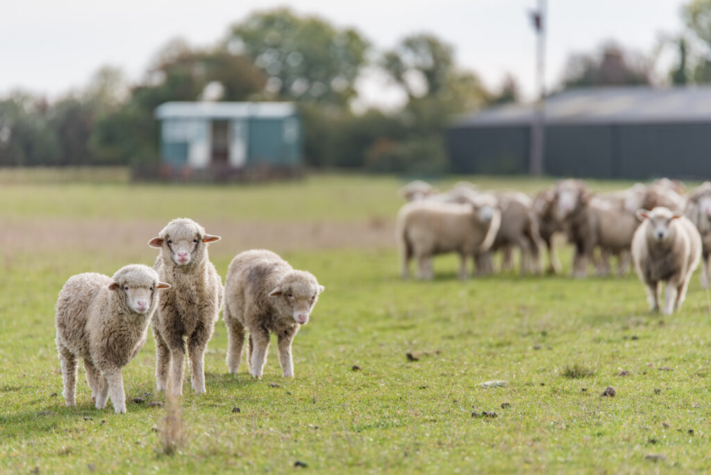 Glamping at Romney Marsh Shepherds Huts