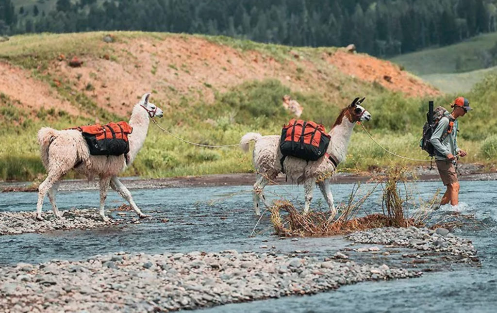 SIX WAYS TO EXPERIENCE YELLOWSTONE